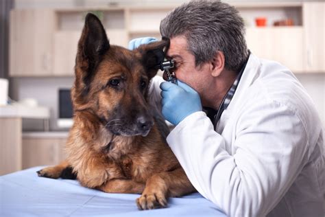 German Shepherd Ear Infections Near Brain: Beware of Wrong Diagnosis » Scary Symptoms