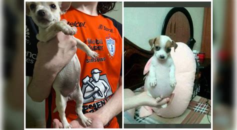 Twitter viral: ‘Perrito panzón’: ¿cuál es el origen de la mascota del ...