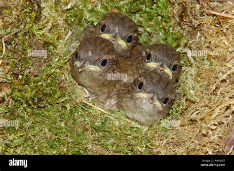 Winter wren nest hi-res stock photography and images - Alamy