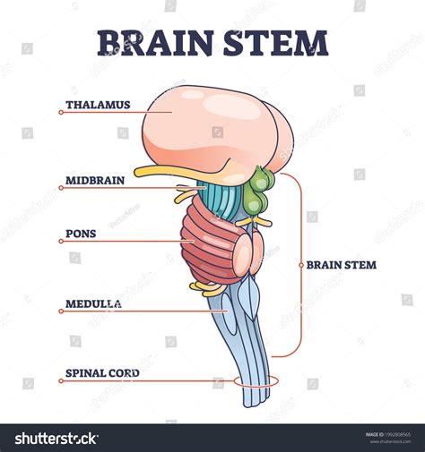 Brain Stem Diagram