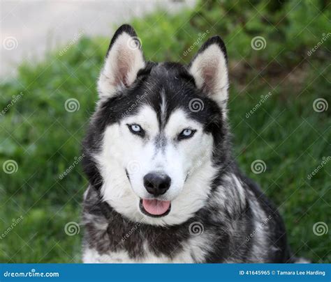 Siberian Husky Smiling stock image. Image of blur, canine - 41645965