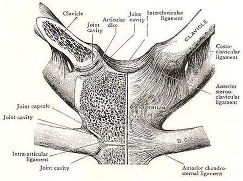 Pictures Of Capsular Ligament Of The Sternoclavicular JointHealthiack ...