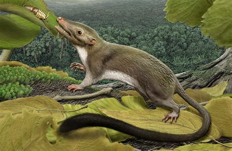 Mammals And Reptiles Common Ancestor - Pets Lovers