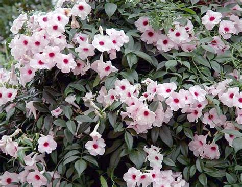 Pandorea Jasminoides Pink Bower Vine - 10 Seeds