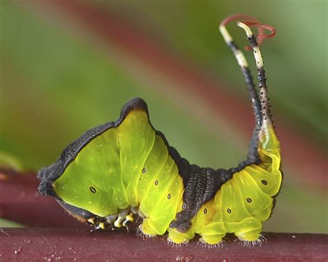 Puss Moth Caterpillar | Flickr - Photo Sharing!