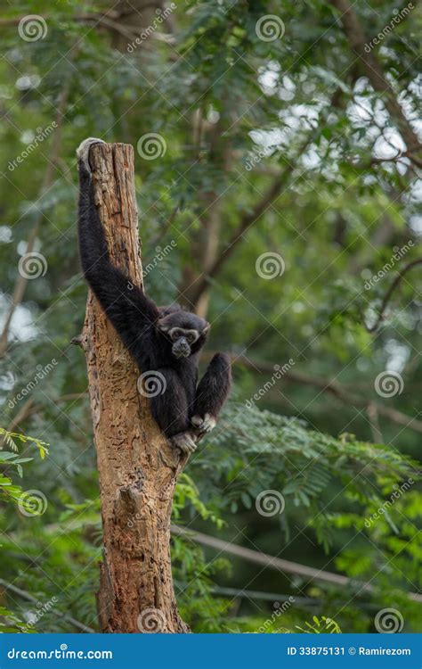 Black gibbon stock image. Image of captive, cheeks, chimpanzee - 33875131