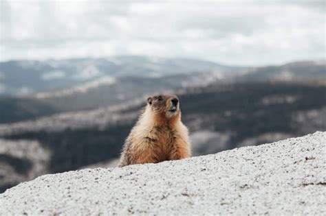 Wildlife in Rocky Mountain National Park