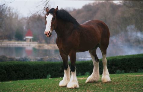 Clydesdale Horses Wallpaper - WallpaperSafari