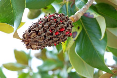 File:Magnolia grandiflora BW 1.jpg - Wikimedia Commons