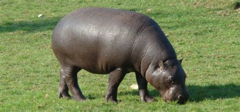 Hippo Diet - What Do Hippos Eat? Are they Herbivore or Cannibal ...