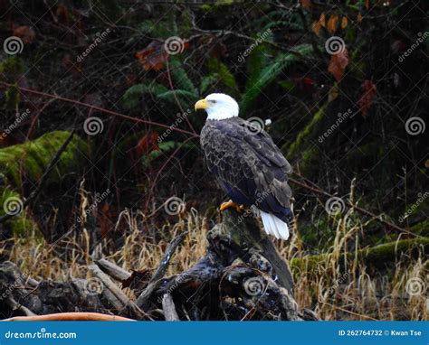 Bald Eagle on a Wood Branch Stock Photo - Image of eagle, beautiful ...