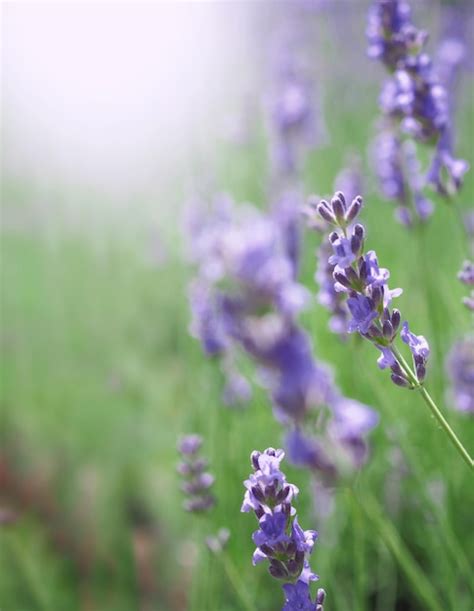 Premium Photo | Lavender fields bloom in hokkaido japan for relaxing in ...