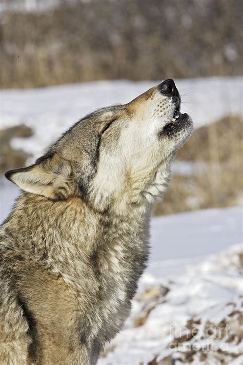 Gray Wolf Howling Photograph by M. Watson - Fine Art America