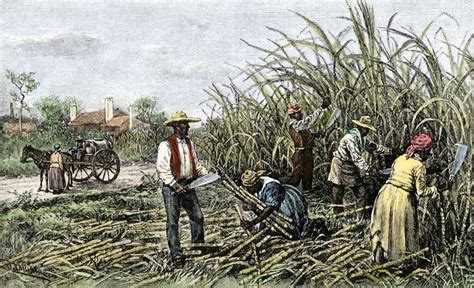 “White Gold”: The Slave Trade’s Role in America’s Sugar Industry – From the Mind of Isabelle