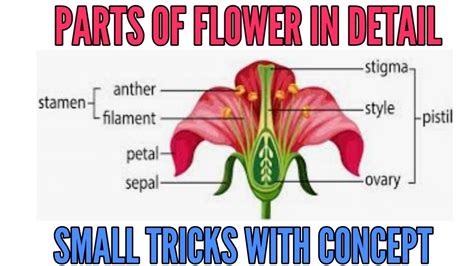 Parts of flower -Calyx, corolla, androecium and gynoecium with simple ...