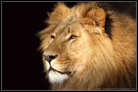 Lion portrait III by AF--Photography on DeviantArt
