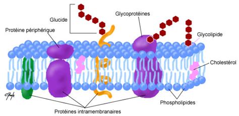 Les membranes cellulaires - Cours Pharmacie