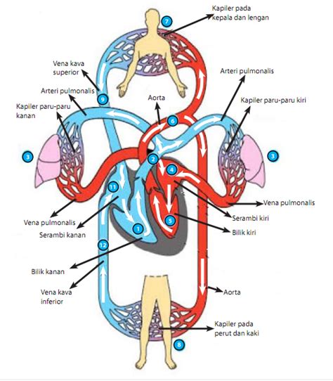 Gambar Sistem Peredaran Darah Besar Dan Kecil Terbaru