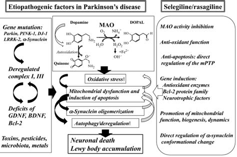 Rasagiline and selegiline modulate mitochondrial homeostasis, intervene apoptosis system and ...