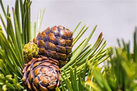 Close Up Of Whitebark Pine Pinus Albicaulis Cones Surrounded By Long ...