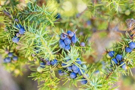 RP Seeds : Juniperus communis (Common Juniper) 30 seeds £2.35