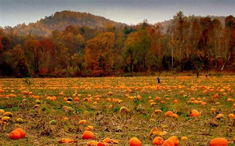 Fall Scenes With Pumpkins | ctheworld › Portfolio › A Fall Scene ...