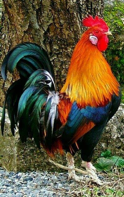 Pin by dakolibri on naturaleza | Beautiful chickens, Chickens backyard, Pet birds