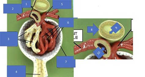 the glomerulus Diagram | Quizlet