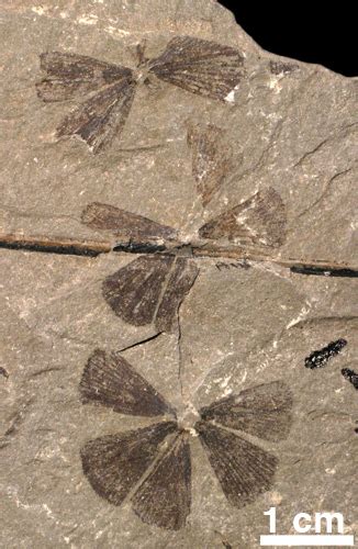 Fossil Sphenophytes – Sam Noble Museum