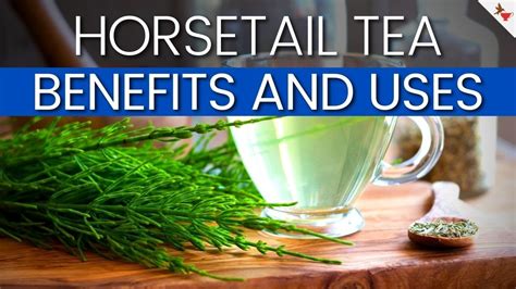 Horsetail Tea Uses And Benefits | The Benefits And Uses Of Horsetail Tea - YouTube