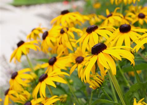 Our Favorite Easy-Care Rudbeckia Companion Plants