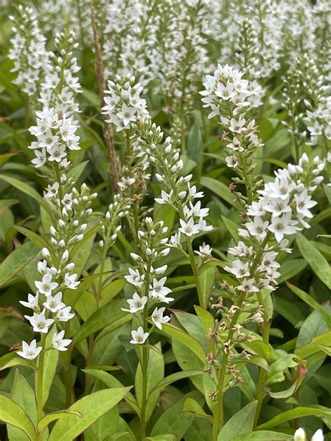 Lysimachia clethroides - Tantalus Plant Nursery & Flower Farm