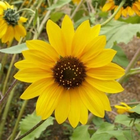 Sunflower Seeds - Wild | Flower Seeds in Packets & Bulk | Eden Brothers