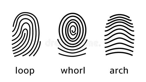 Three Fingerprint Types on White Background. Loop, Whorl, Arch Patterns Stock Vector ...