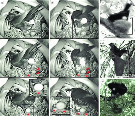 (a, b) Two female shiny cowbirds laying in the nest of a... | Download ...