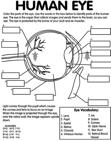 Human eye worksheet | Anatomy coloring book, Science biology, Human body unit