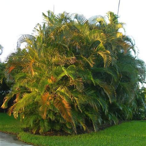 Areca Palm Tree - Alexander Palm Tree - Plants and Palms - Florida Coconuts - Store