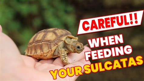 Top 8 important points to note while feeding your Sulcatas - Quick Afric... | Sulcata tortoise ...