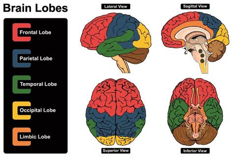 Cerebrum Brain