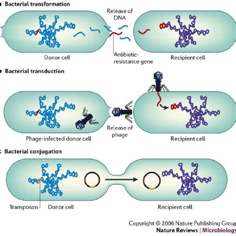 11: Polymyxin B/Colistin Mechanism of Action. Reprinted 129 | Download Scientific Diagram