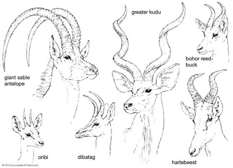 Horn | Unicorn, Rhinoceros & Antelope | Britannica