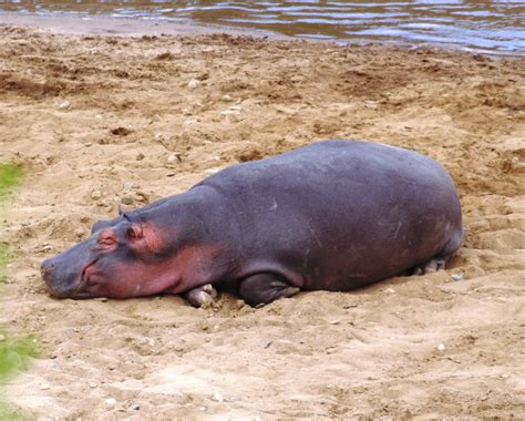 Kenia, África. “Un herbívoro, el animal vertebrado más peligroso de ...