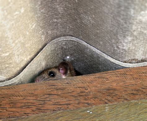 How To Get Rid Of Mice In Heating Ducts