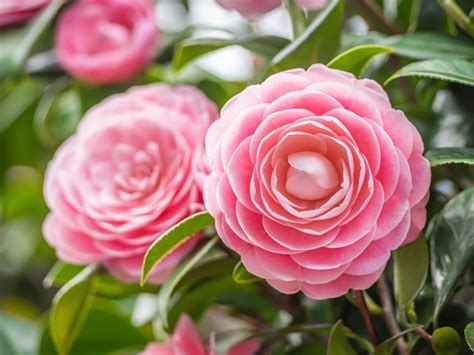 The Beautiful Camellia: Meaning and Facts