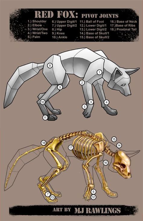 Pin on Character Anatomy - Feral and Furry