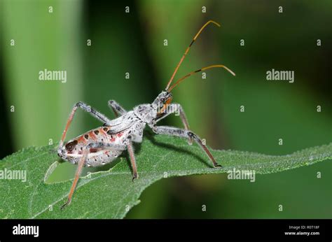 Assassin bug bite hi-res stock photography and images - Alamy