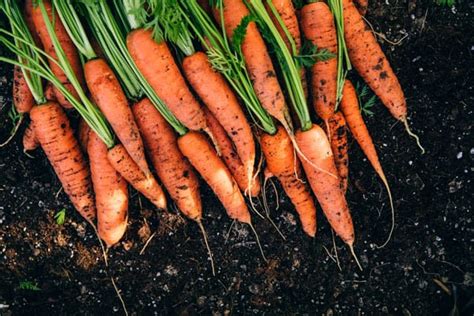 Fertilizer For Carrots | Green Thumb Gardener