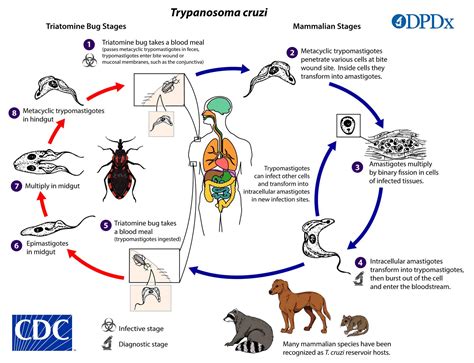 Chagas Disease - Parasite, Symptoms, Complications, Treatment