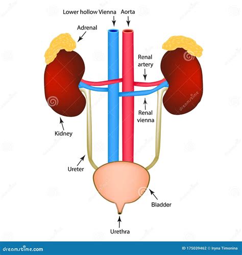 The Structure of the Kidneys and Bladder. Excretory System. Infographics. Vector Illustration on ...