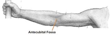 Antecubital Fossa | Definition, Anatomy & Regions - Lesson | Study.com